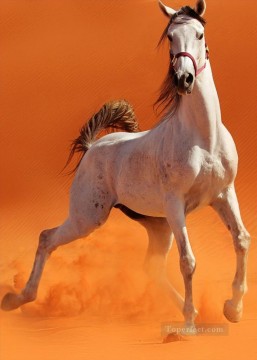 caballo salvaje en el desierto Pinturas al óleo